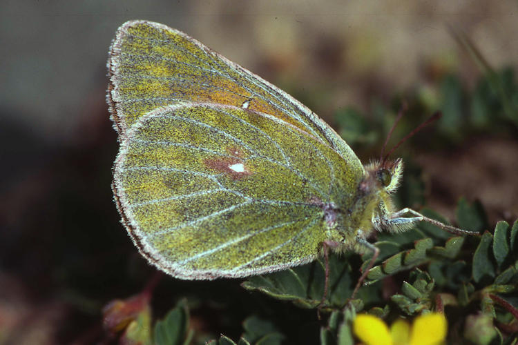 Colias eogene: Bild 5