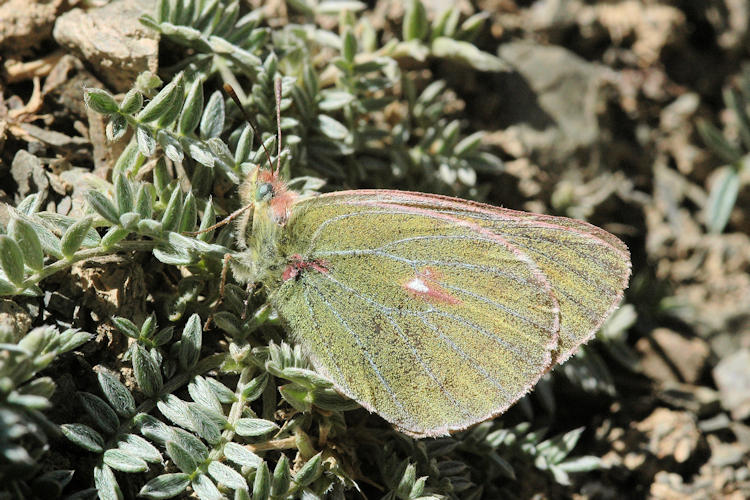 Colias eogene: Bild 4