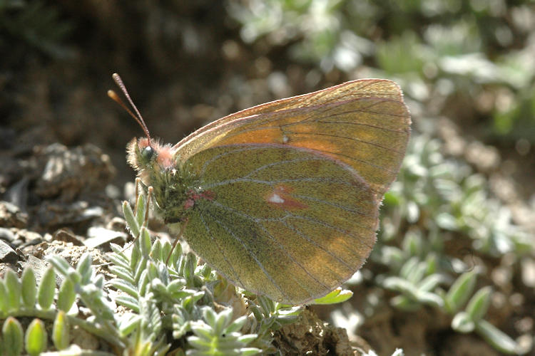 Colias eogene: Bild 6