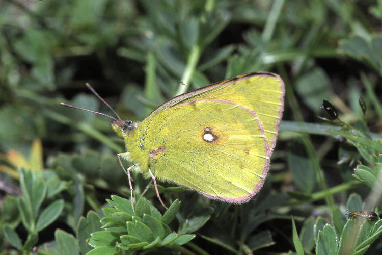 Colias fieldii: Bild 3