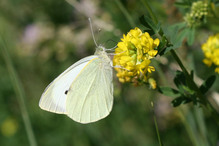 Pieris brassicae kashmirensis: Bild 3