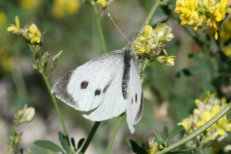 Pieris brassicae kashmirensis: Bild 1