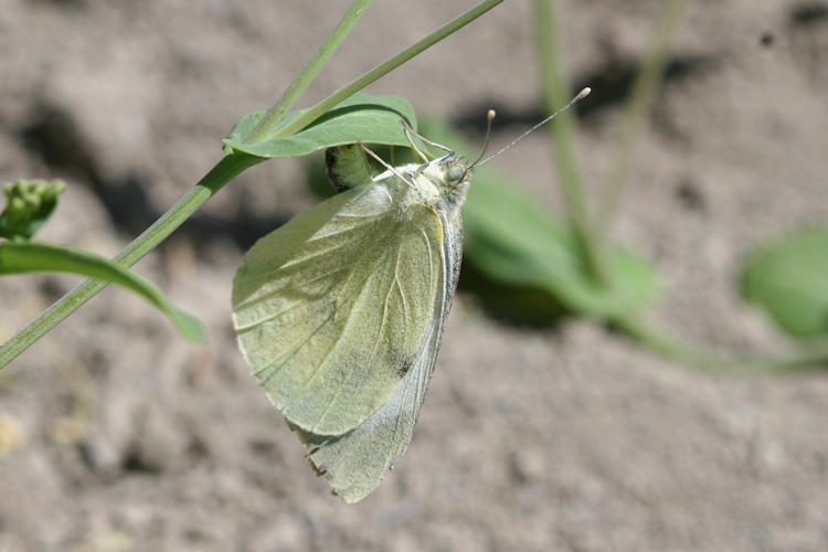 Pieris brassicae kashmirensis: Bild 7