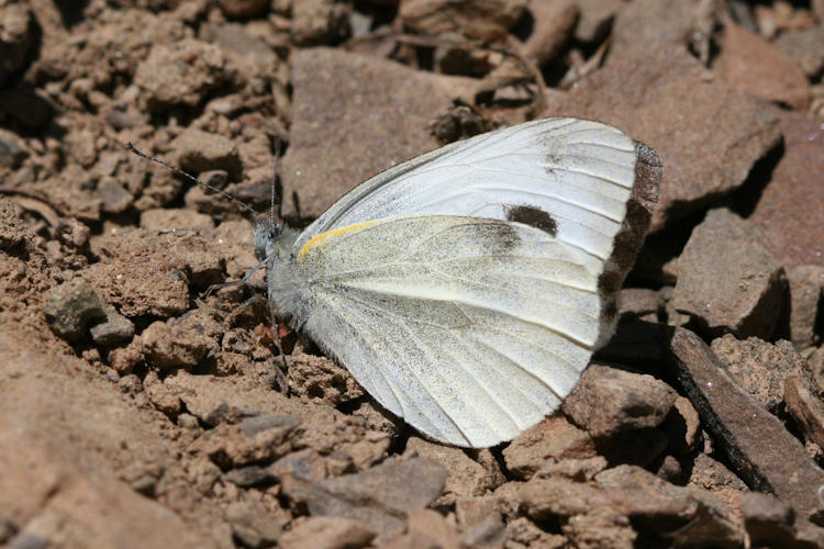 Pieris canidia: Bild 3