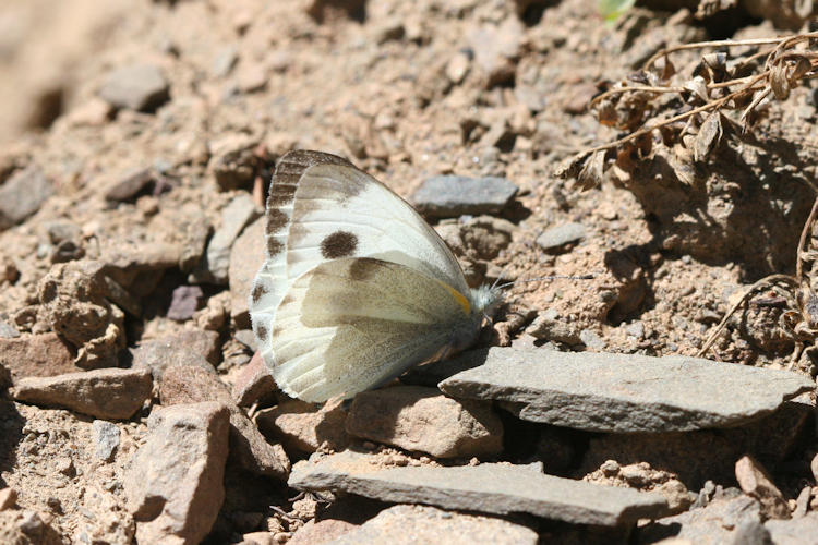 Pieris canidia: Bild 4