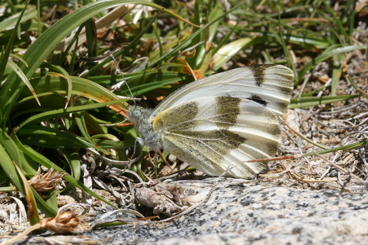 Pieris krueperi devta: Bild 3