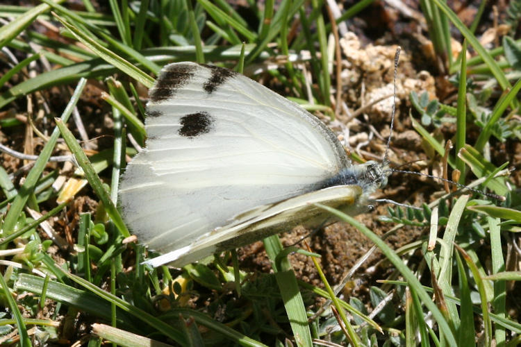 Pieris krueperi devta: Bild 1