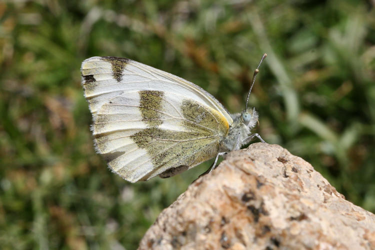 Pieris krueperi devta: Bild 4