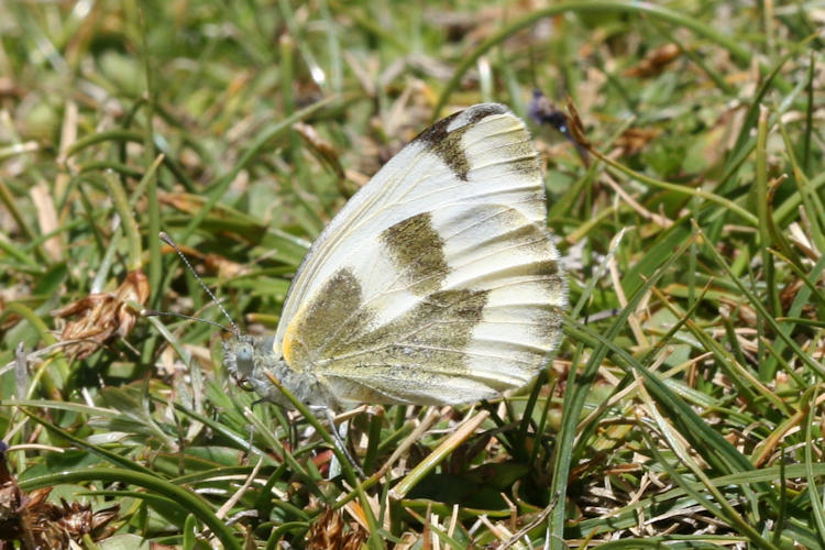 Pieris krueperi devta: Bild 5