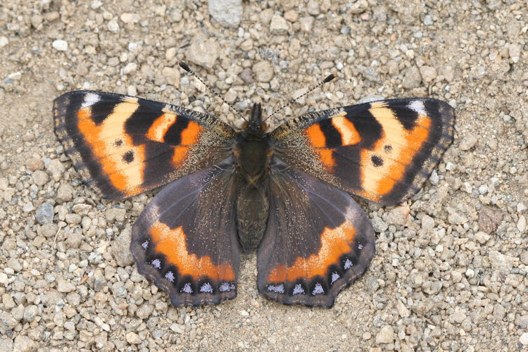 Aglais ladakensis: Bild 3