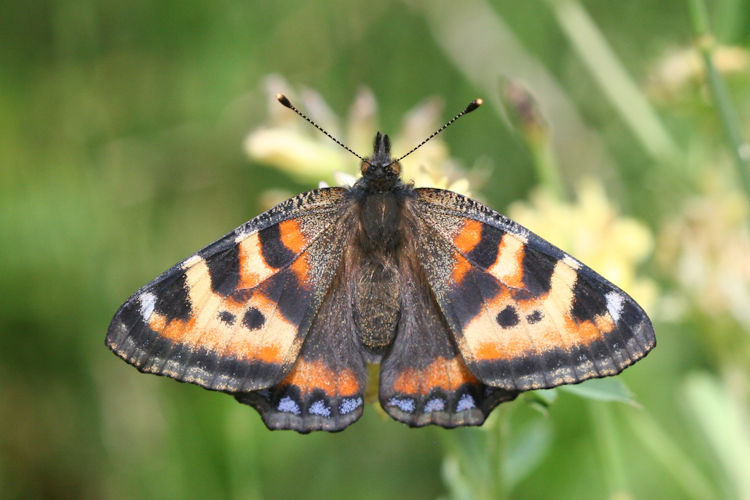 Aglais ladakensis: Bild 1