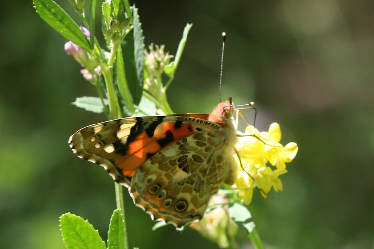 Vanessa cardui: Bild 26