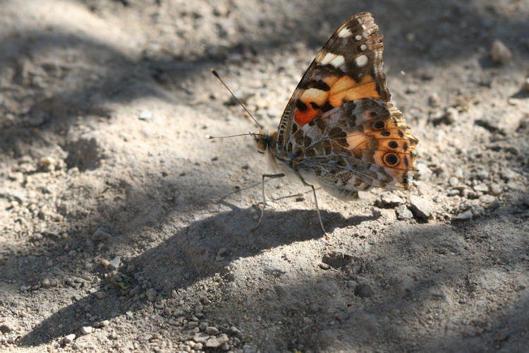 Vanessa cardui: Bild 27