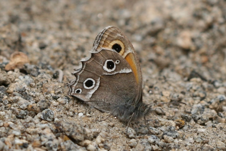 Hyponephele brevistigma: Bild 2