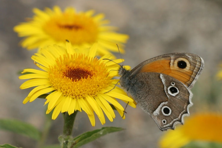 Hyponephele brevistigma: Bild 3