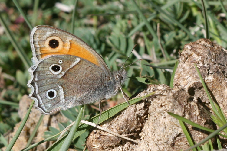 Hyponephele brevistigma: Bild 4