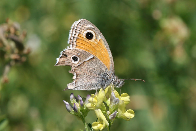 Hyponephele brevistigma: Bild 5