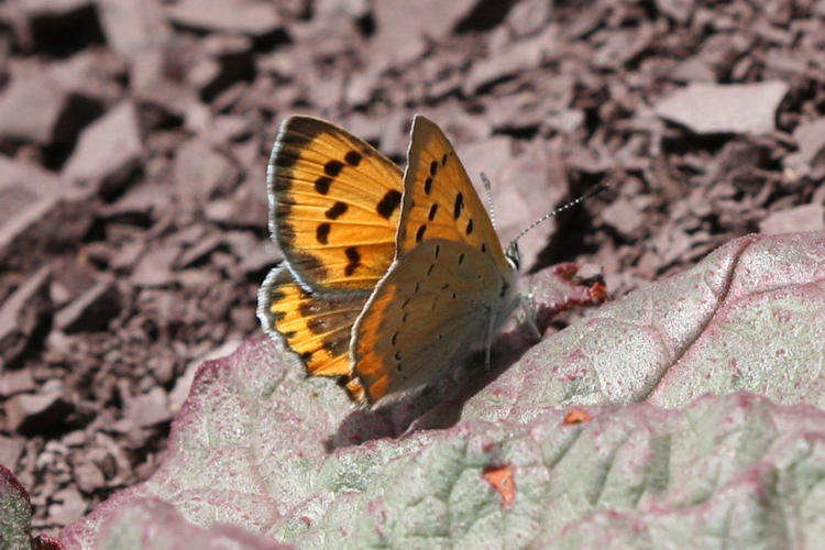 Lycaena phlaeas: Bild 13