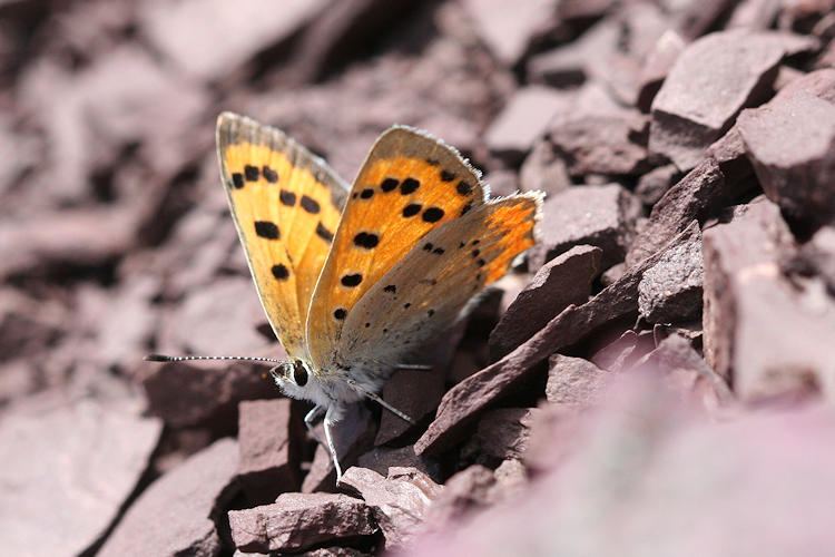 Lycaena phlaeas: Bild 32