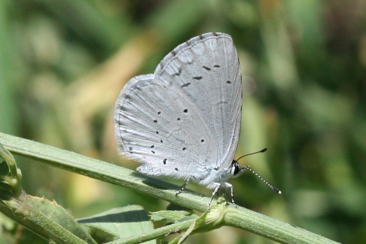 Celastrina argiolus kollari: Bild 1