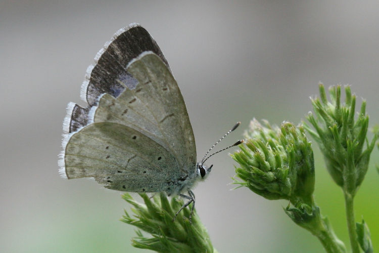 Celastrina argiolus kollari: Bild 5