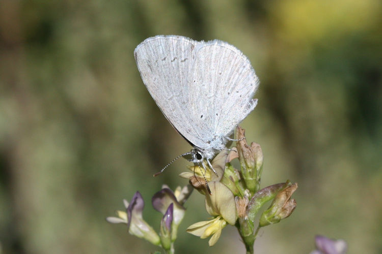 Celastrina argiolus kollari: Bild 2