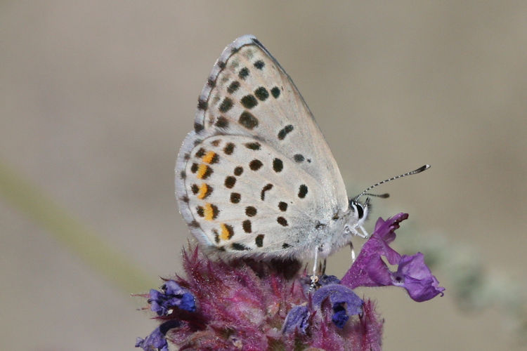 Pseudophilotes vicrama vicrama: Bild 2