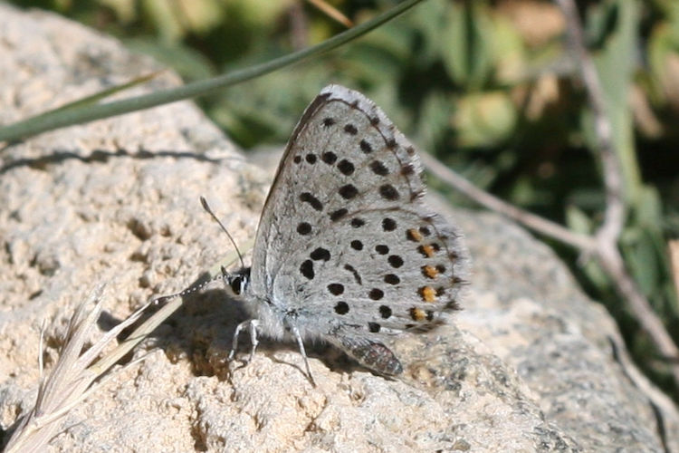 Pseudophilotes vicrama vicrama: Bild 3