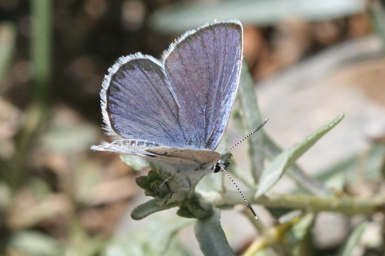 Plebejus samudra: Bild 1