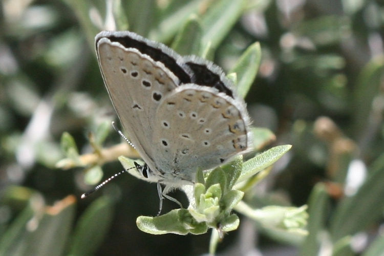 Plebejus samudra: Bild 10