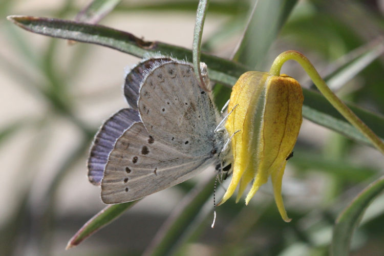 Plebejus samudra: Bild 9