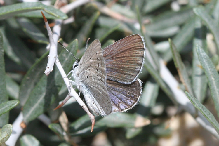 Plebejus samudra: Bild 7