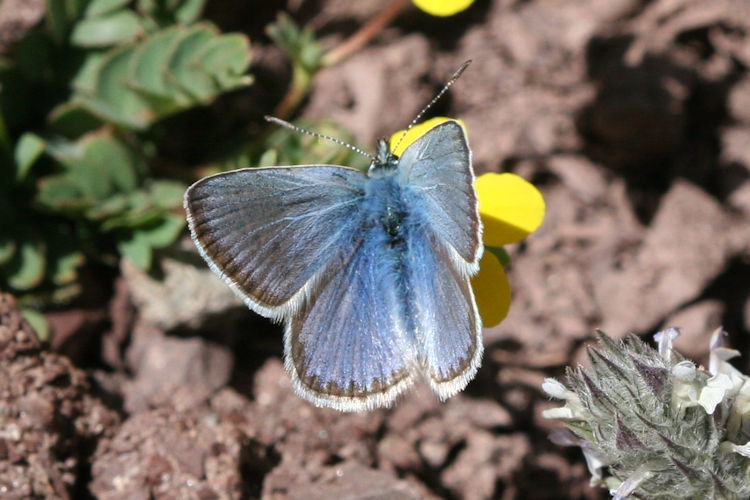 Polyommatus stoliczkana: Bild 1