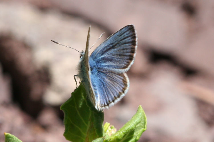 Polyommatus stoliczkana: Bild 2