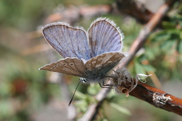 Polyommatus stoliczkana: Bild 3