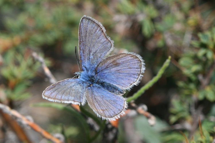 Polyommatus stoliczkana: Bild 4