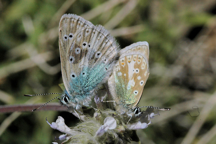 Polyommatus stoliczkana: Bild 6