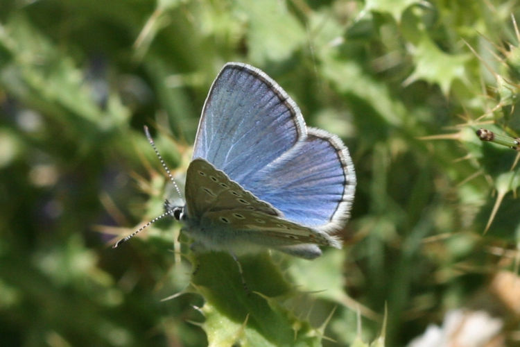 Polyommatus ariana: Bild 1