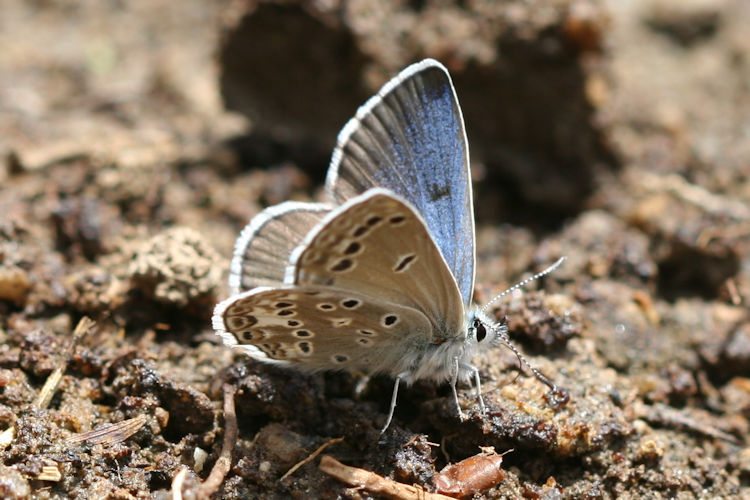 Polyommatus devanica: Bild 14