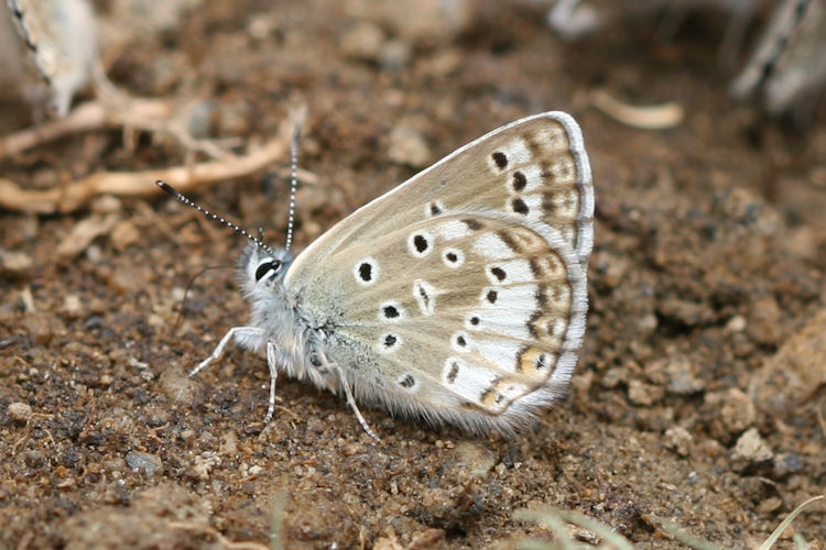 Polyommatus devanica: Bild 16