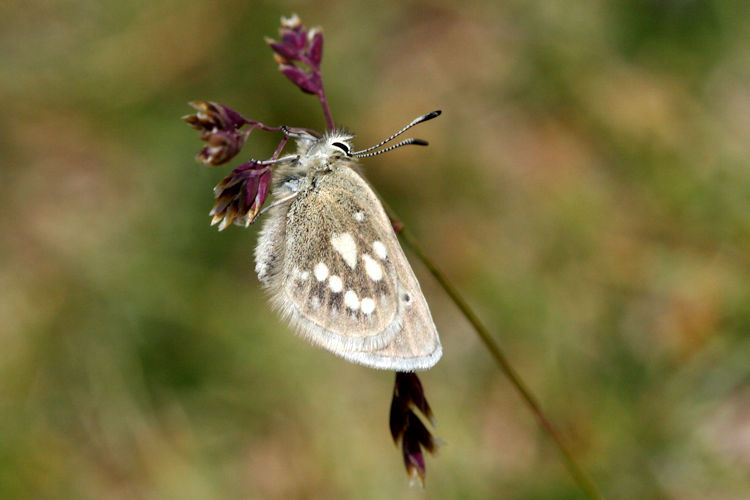 Agriades lehanus: Bild 5