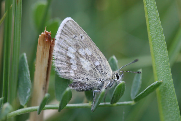 Agriades lehanus: Bild 6