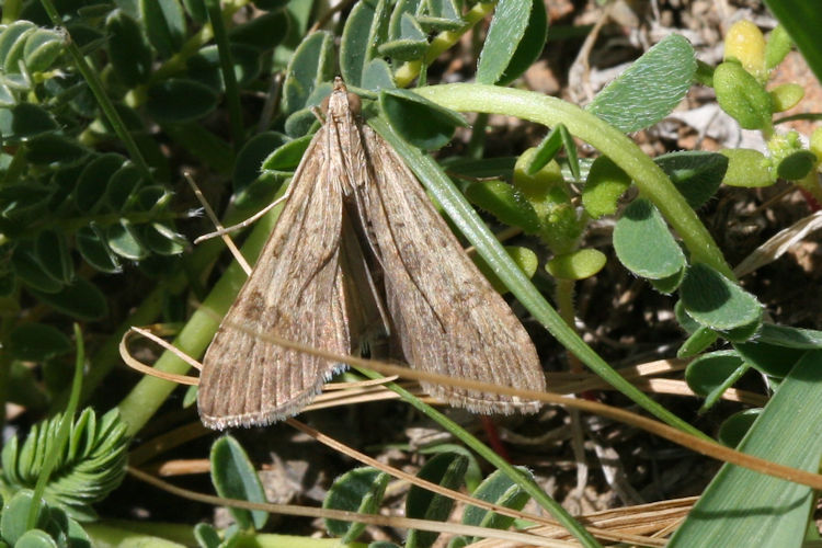 Nomophila noctuella: Bild 1