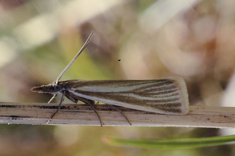 Agriphila sp.: Bild 1