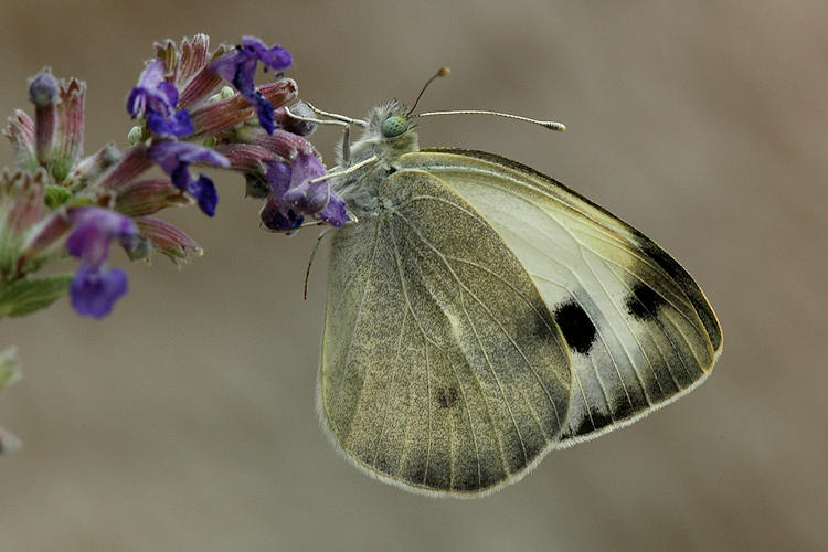 Pieris deota: Bild 12