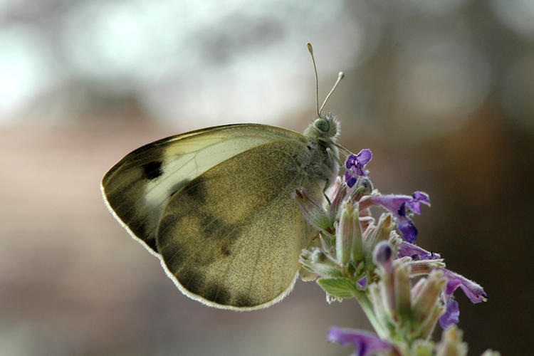 Pieris deota: Bild 13