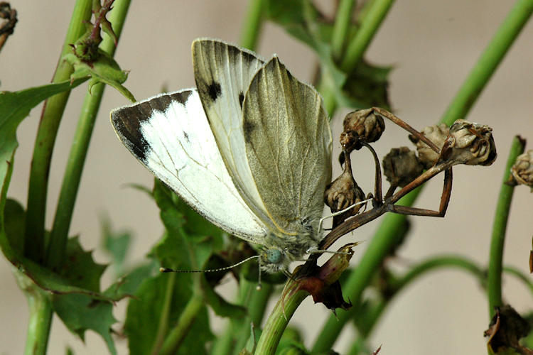 Pieris deota: Bild 1