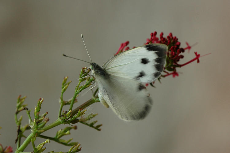 Pieris deota: Bild 3