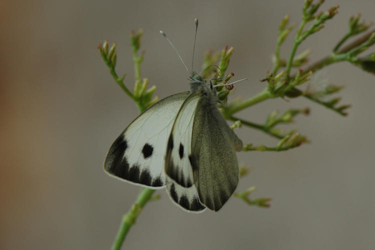 Pieris deota: Bild 4