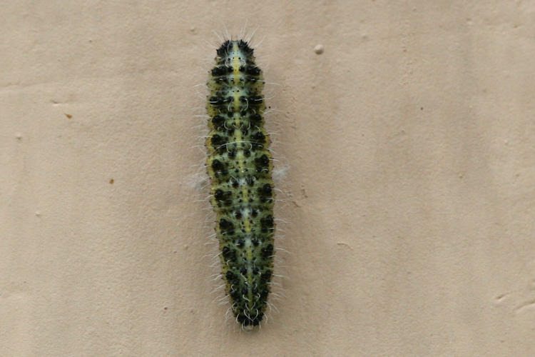 Pieris brassicae kashmirensis: Bild 16